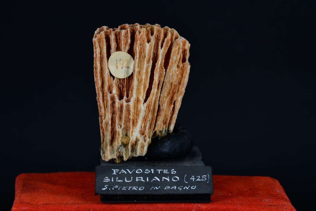 fossile (Favosites, esemplare)