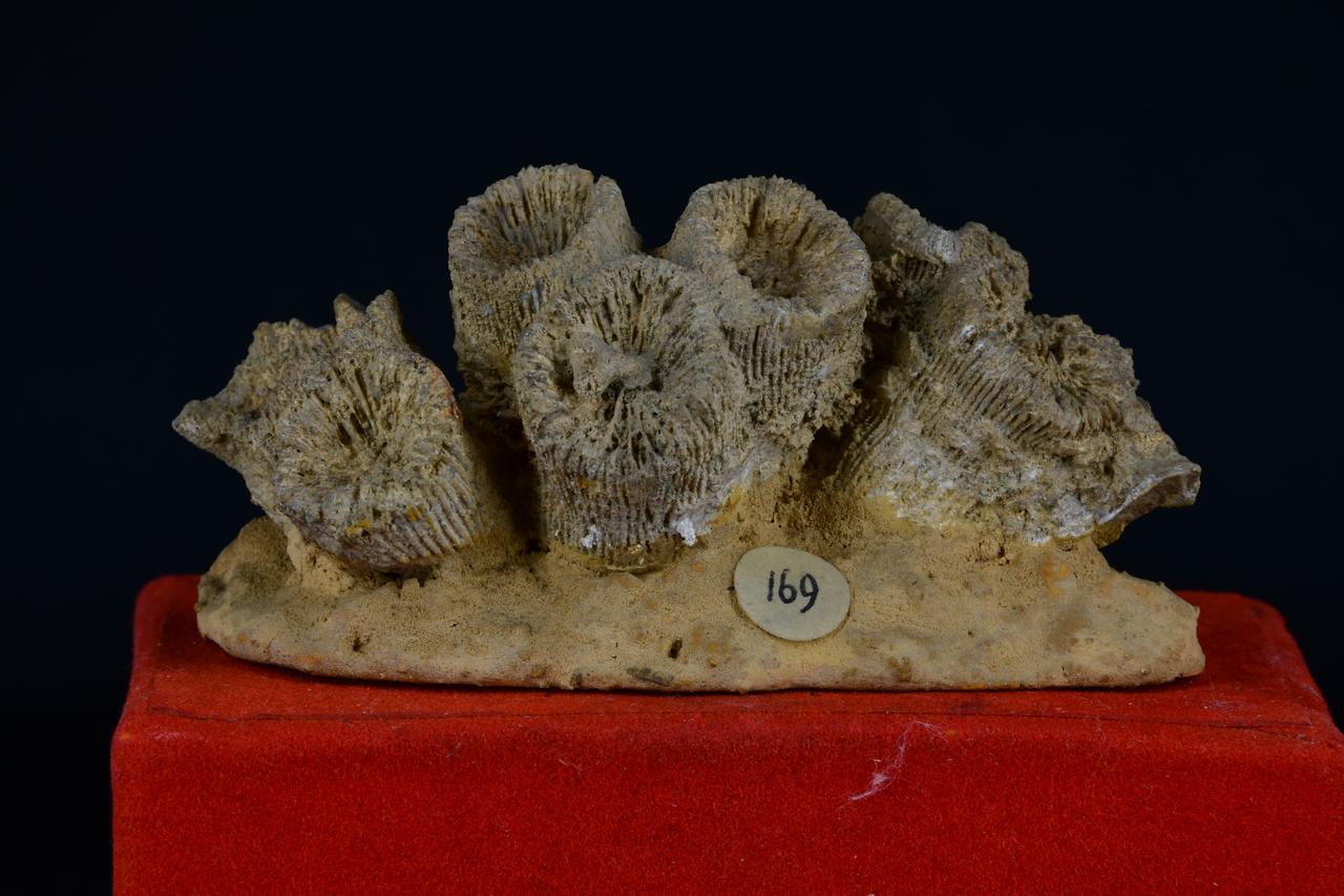 fossile (Thecosmilia tricoton, esemplare)