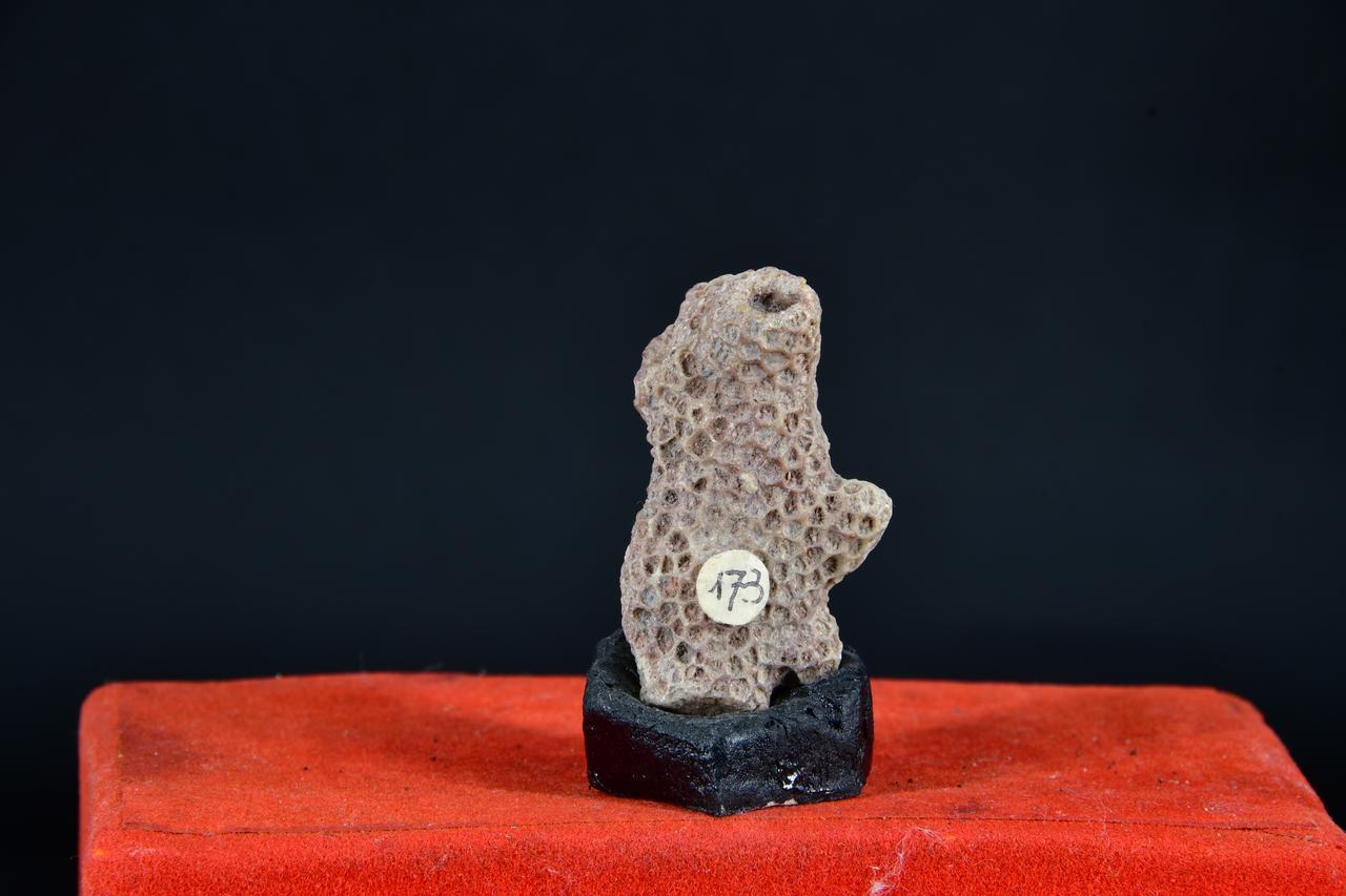 fossile (Fossile indeterminato, esemplare)