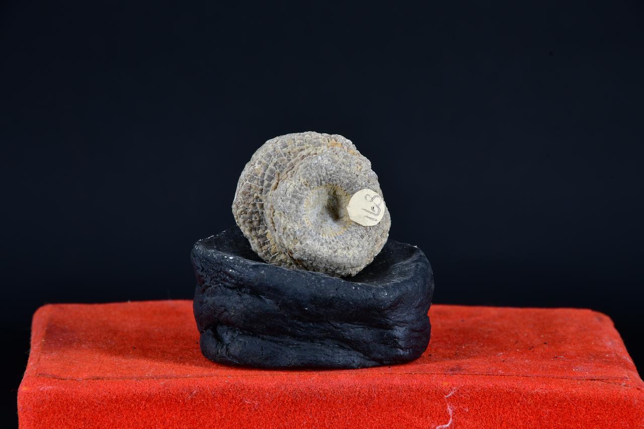 fossile (Chonophyllum plicatum, esemplare)