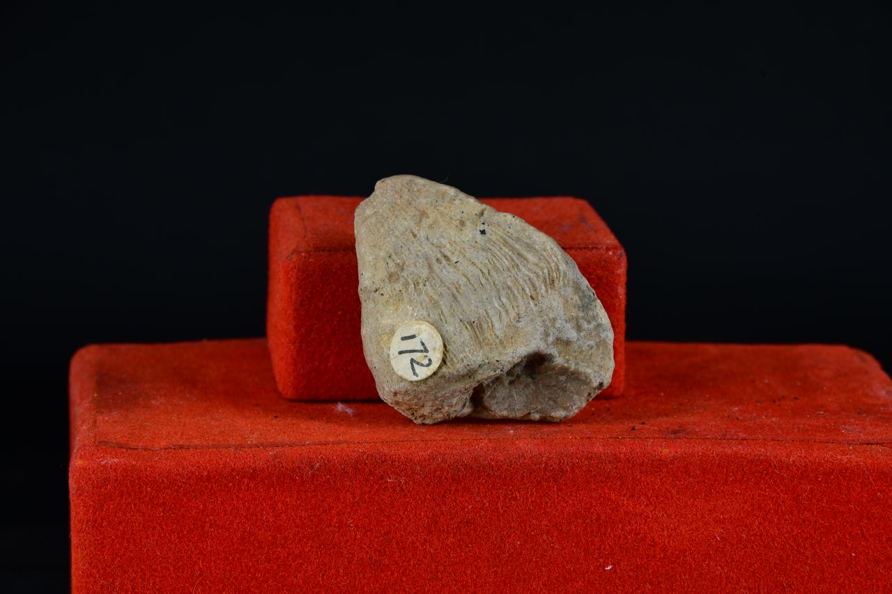 fossile (Eupsammia trochiformis, esemplare)