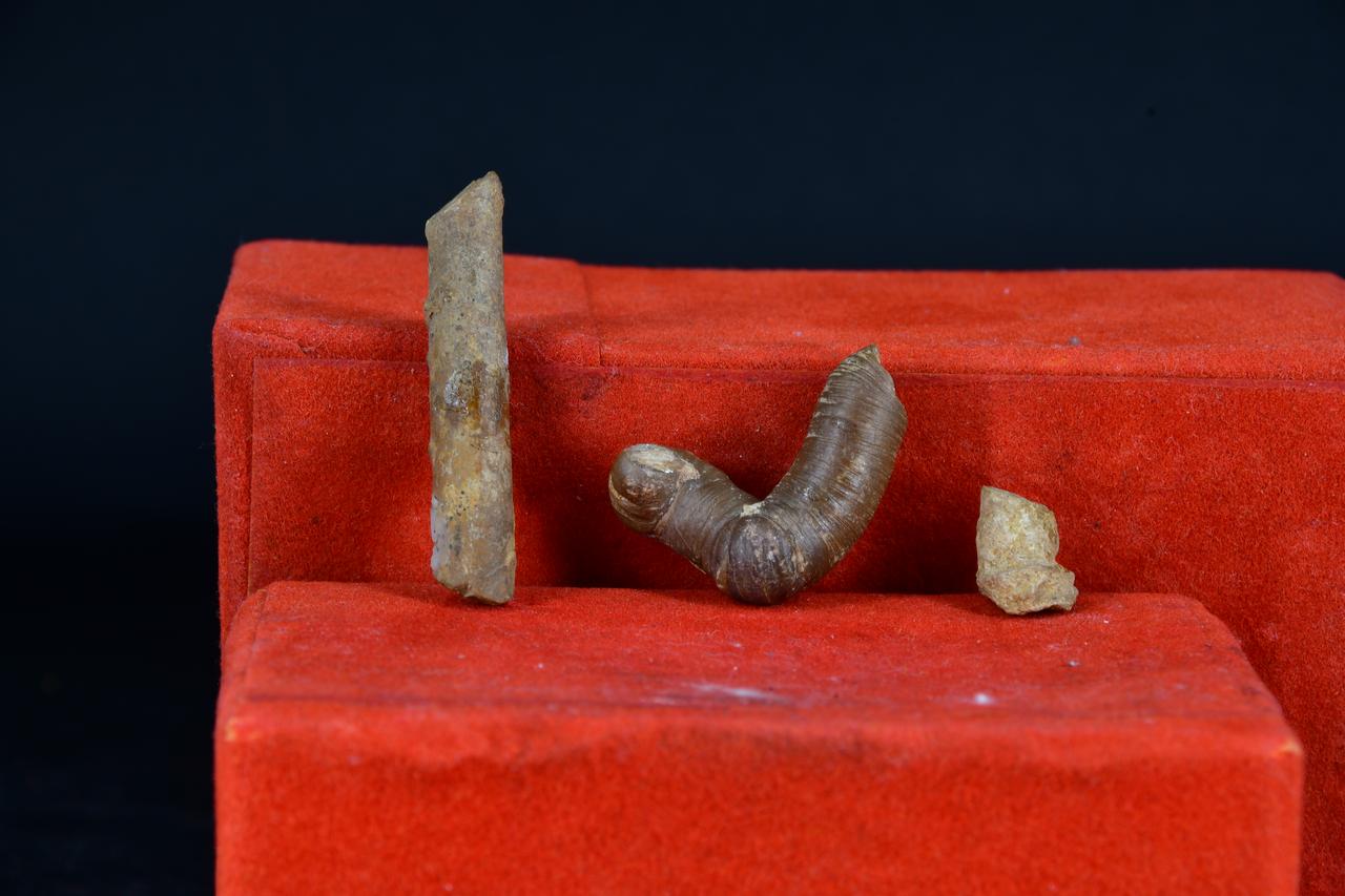 fossile (Fossile indeterminato, insieme)