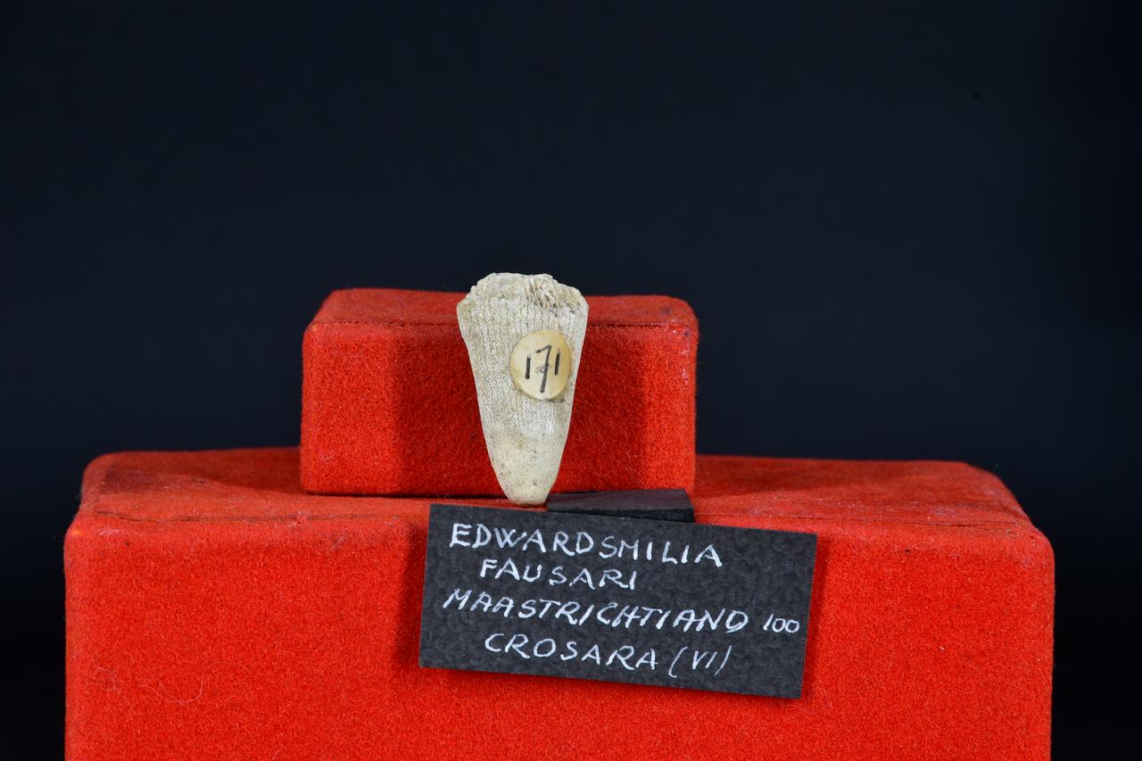 fossile (Edwardsmilia fausari, esemplare)