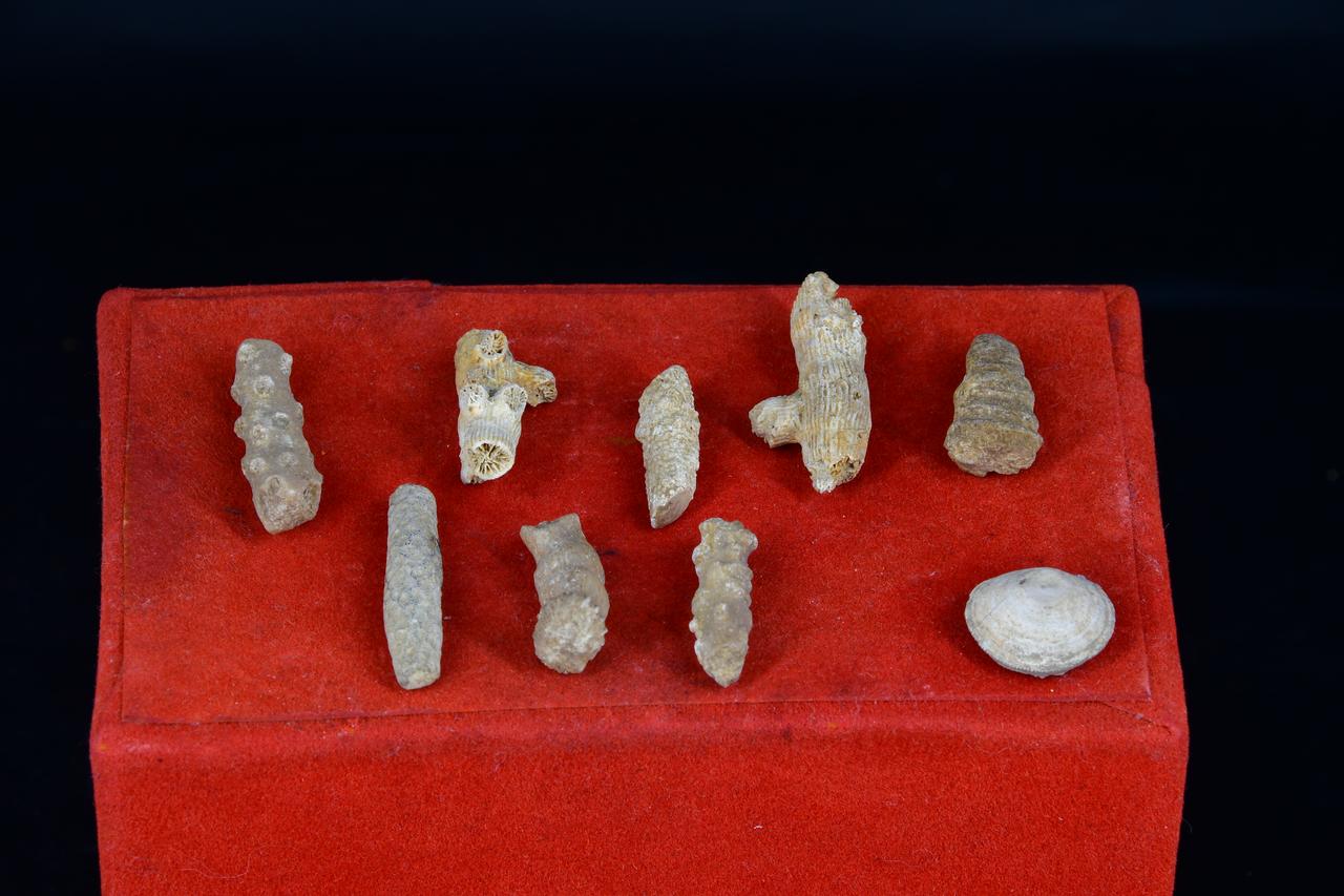 fossile (Fossile indeterminato, insieme)