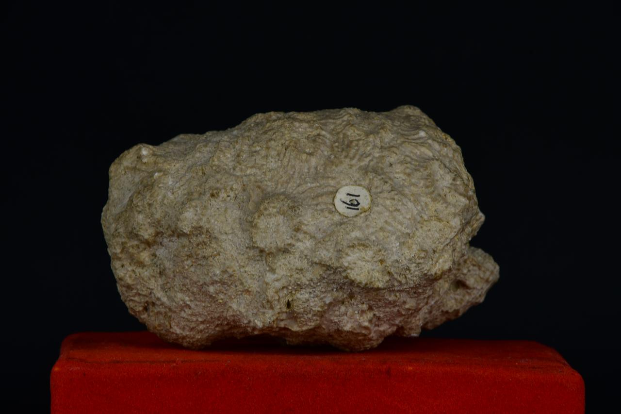 fossile (Fossile indeterminato, esemplare)