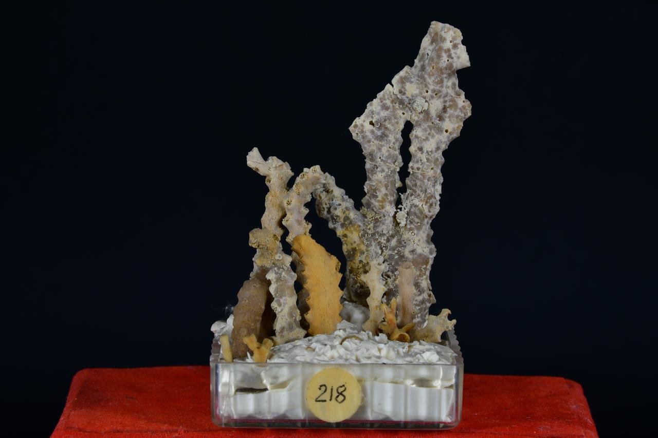 fossile (Diplomelia flessuosa, insieme)