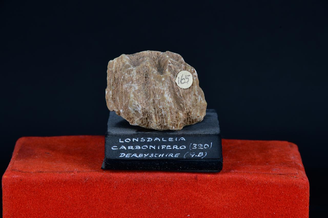 fossile (Lonsdaleia, esemplare)