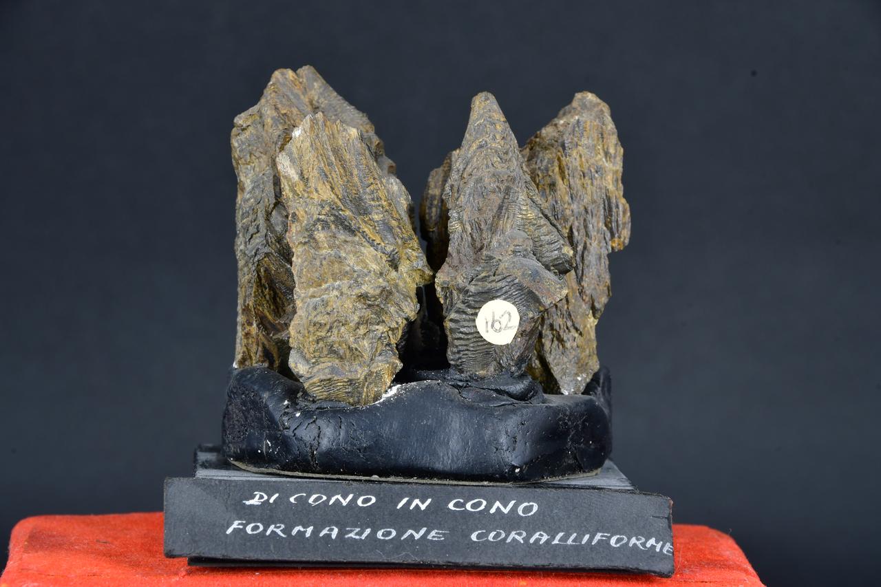 fossile (Formazione coralliforme, insieme)