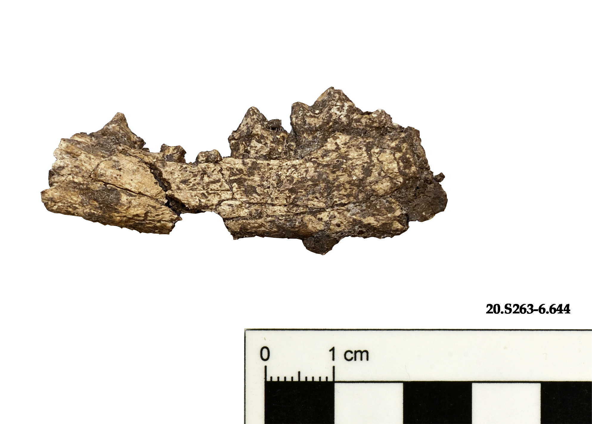 SINGOLO OGGETTO/ reperto osseo, PERIODIZZAZIONI/ Preistoria/ Mesolitico