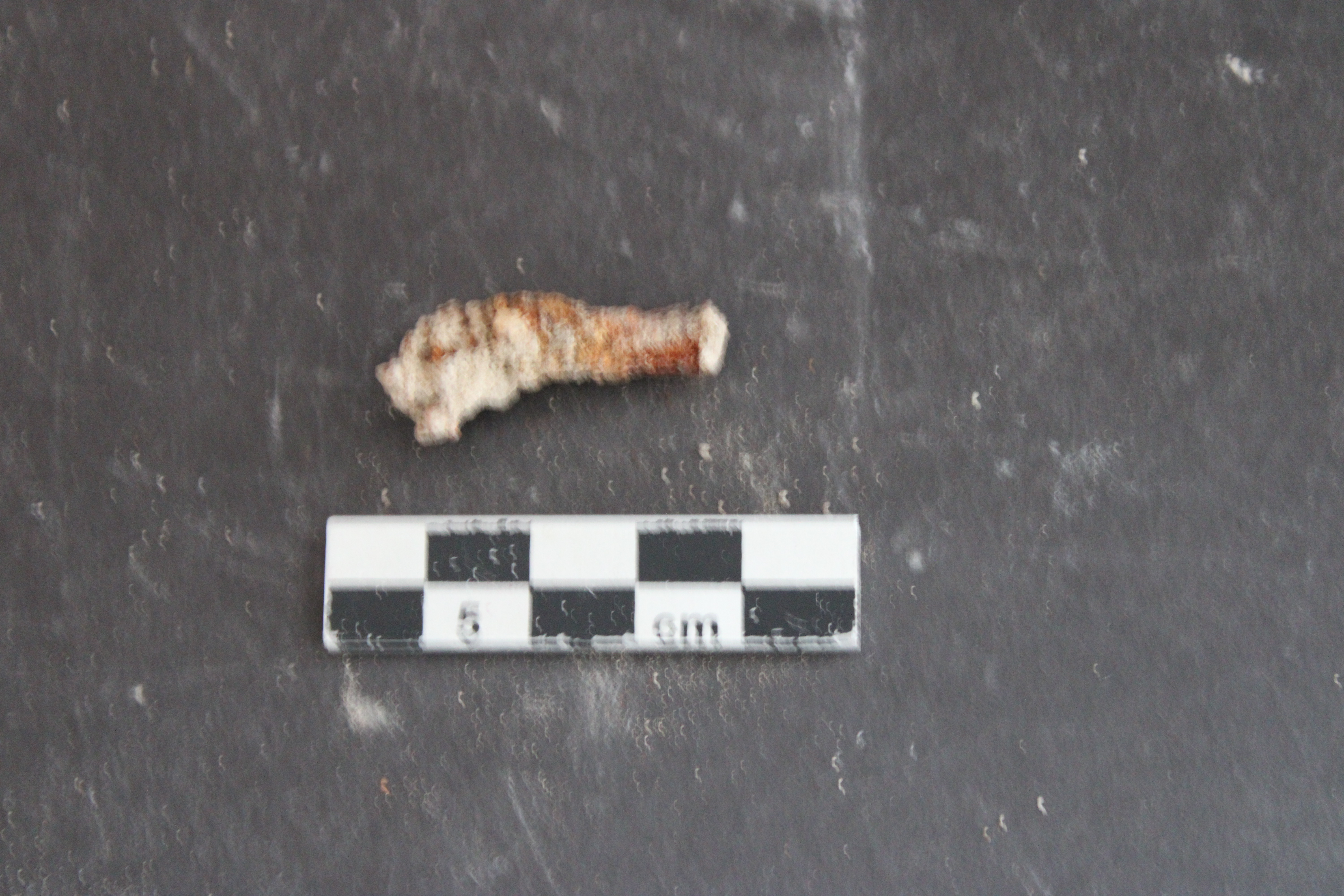 SINGOLO OGGETTO, SECOLI/ VI a.C