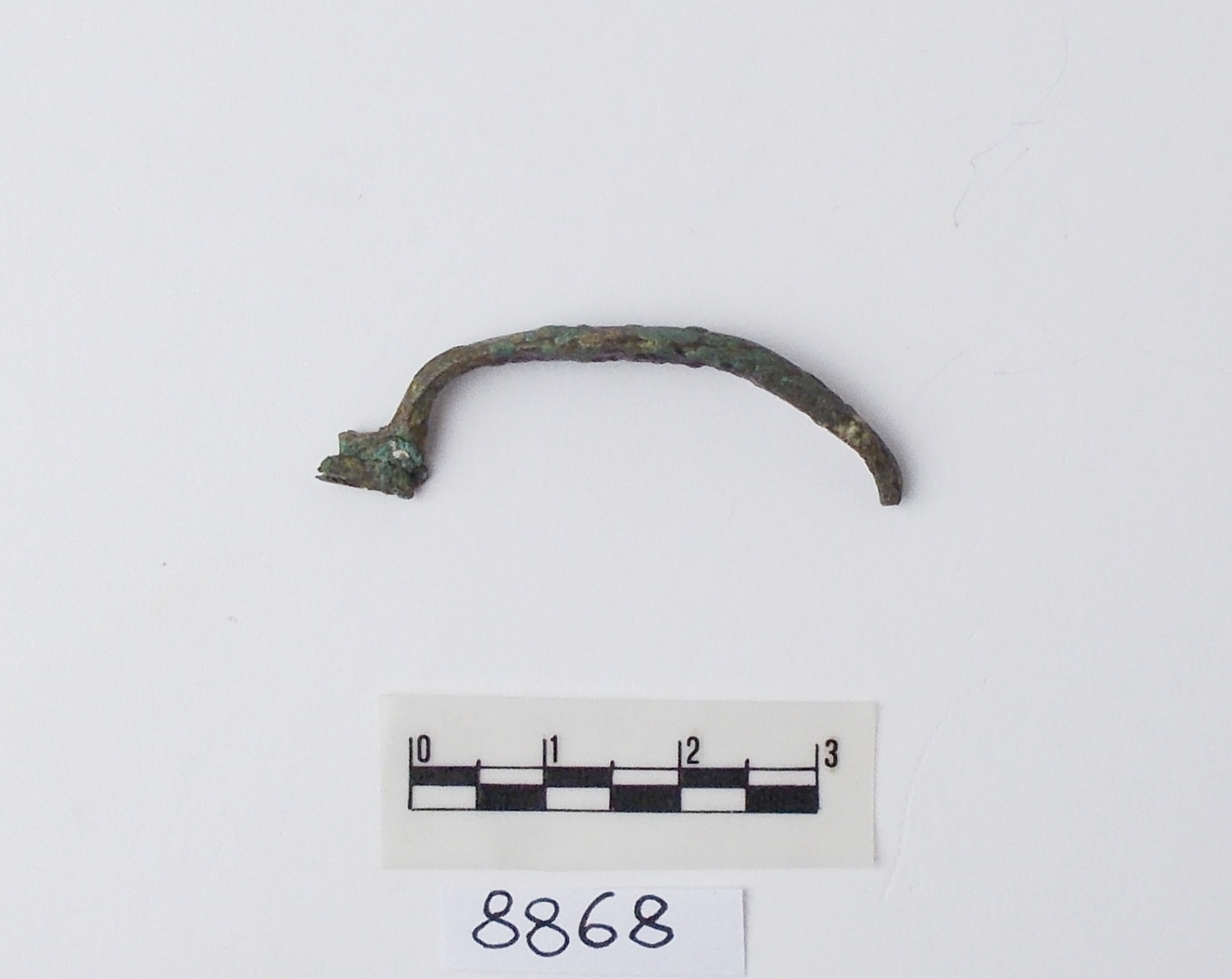 fibula Certosa/ arco - produzione etrusca (prima metà sec. V a.C)