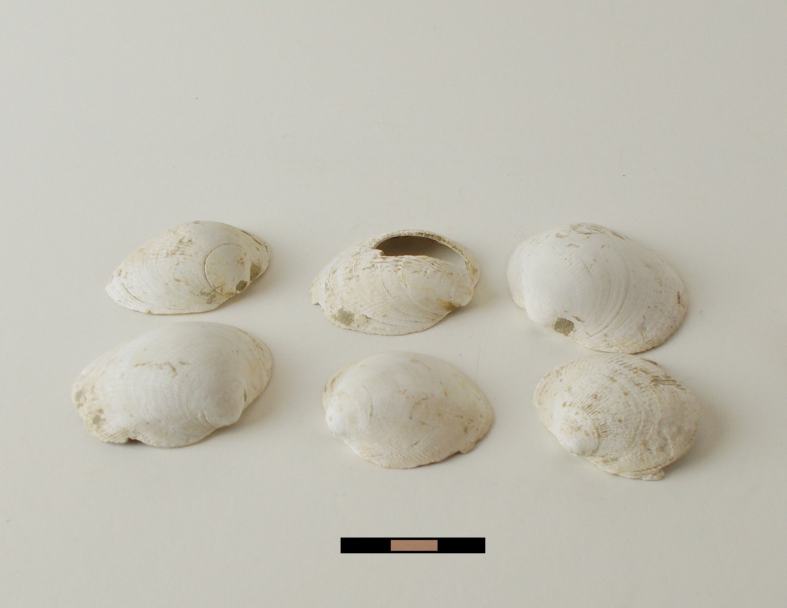 VALVE DI CONCHIGLIE 6 (sec. VI/V a.C. ?)