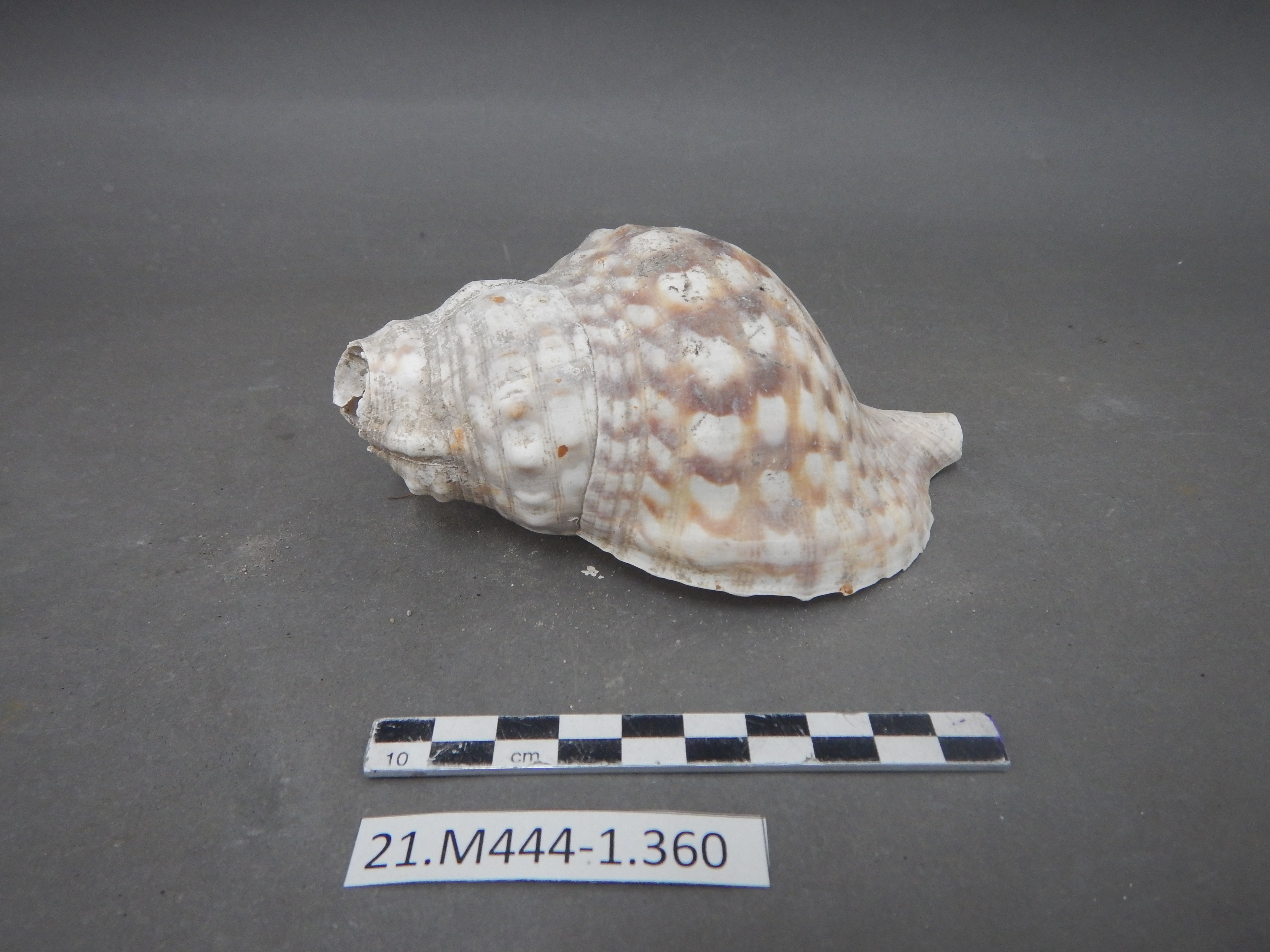 SINGOLO OGGETTO/ conchiglia, SECOLI/ I