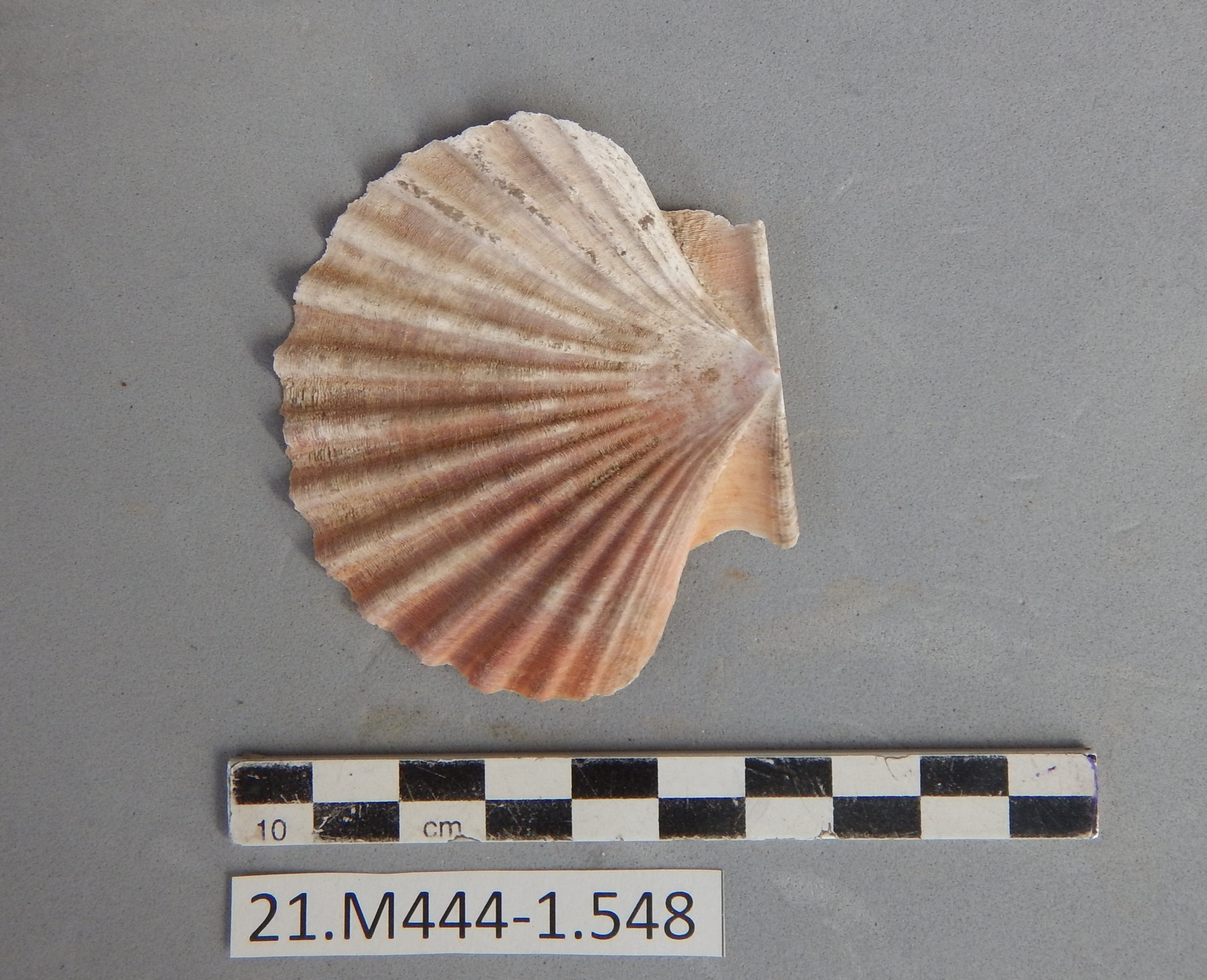 SINGOLO OGGETTO/ conchiglia, SECOLI/ I