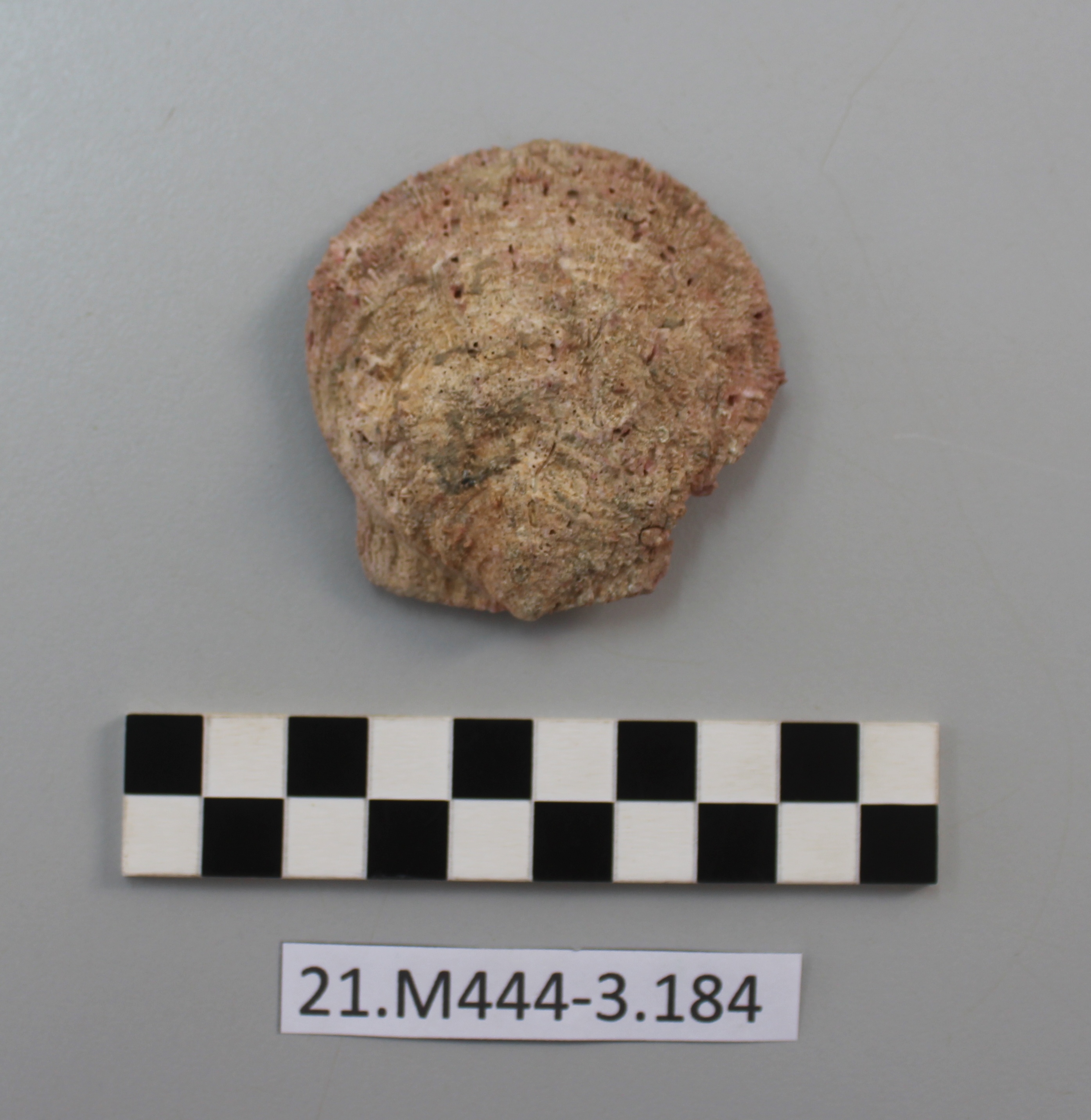 SINGOLO OGGETTO, SECOLI/ I