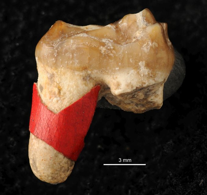 fossile (dente di mammifero, esemplare)