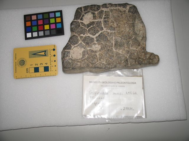 fossile (Placche dermiche)