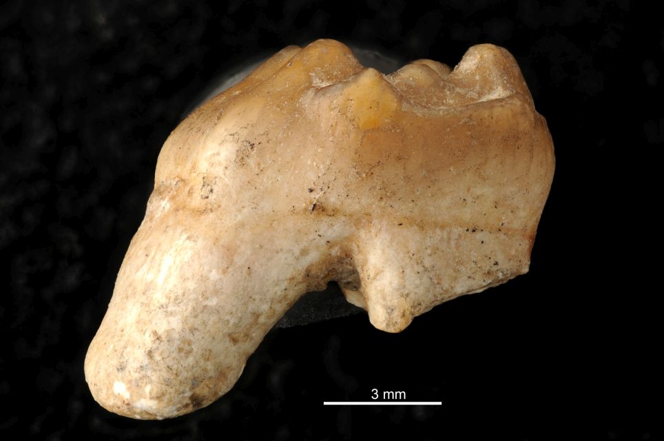 fossile (dente di mammifero)