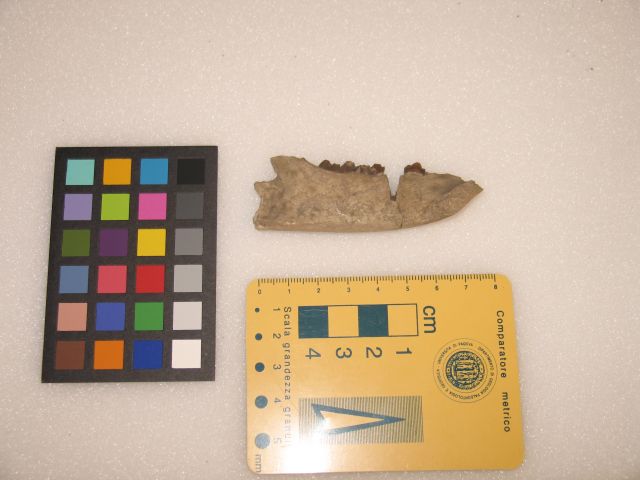fossile (mandibola di mammifero)