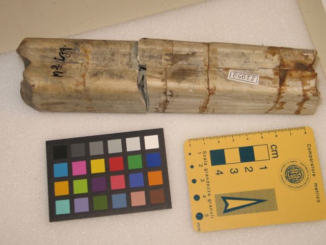 fossile (dente di mammifero megateride)