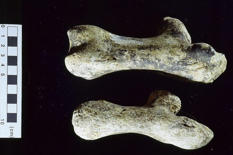 fossile (calcagno, esemplare)