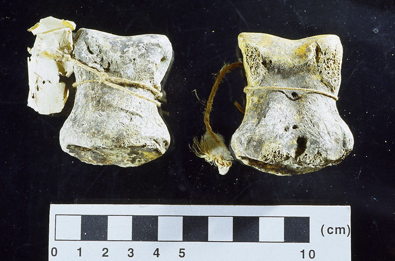 fossile (falange, esemplare)