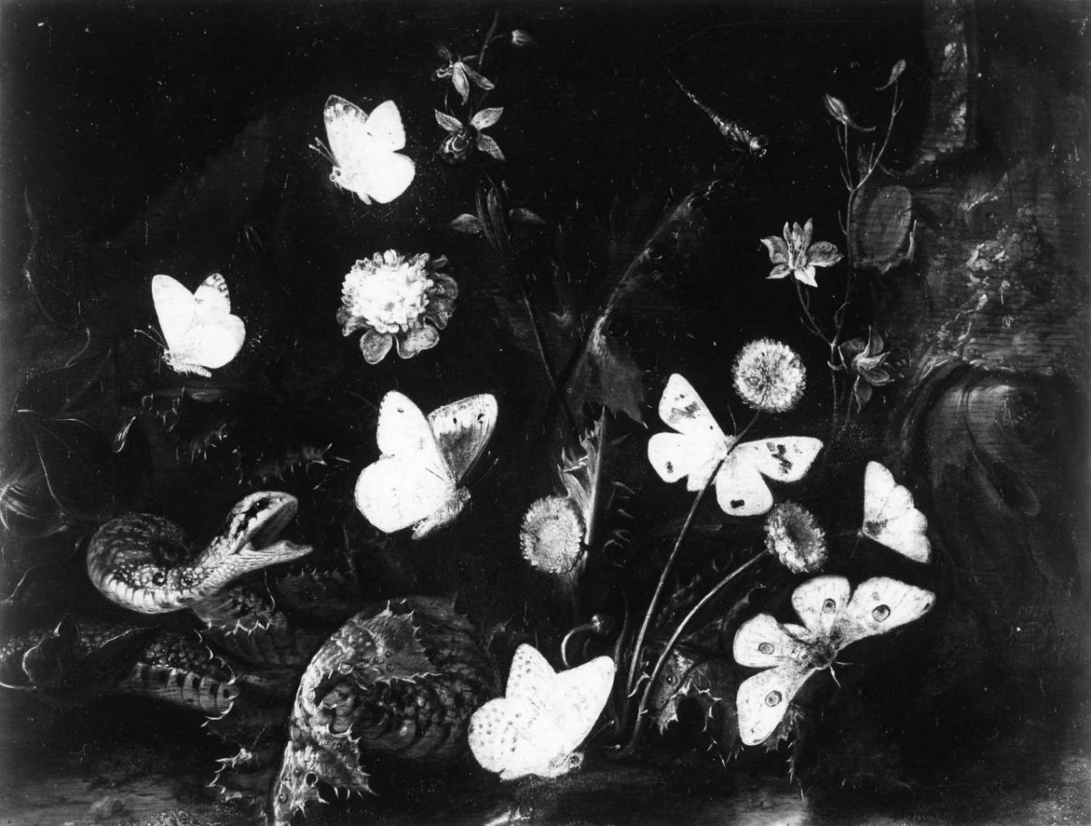 fiori, insetti e serpente (dipinto) di Van Schrieck Otto Marseus detto Ottone Marcellis (sec. XVII)