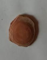 SINGOLO OGGETTO, PERIODIZZAZIONI/ STORIA/ Età antica/ Età romana