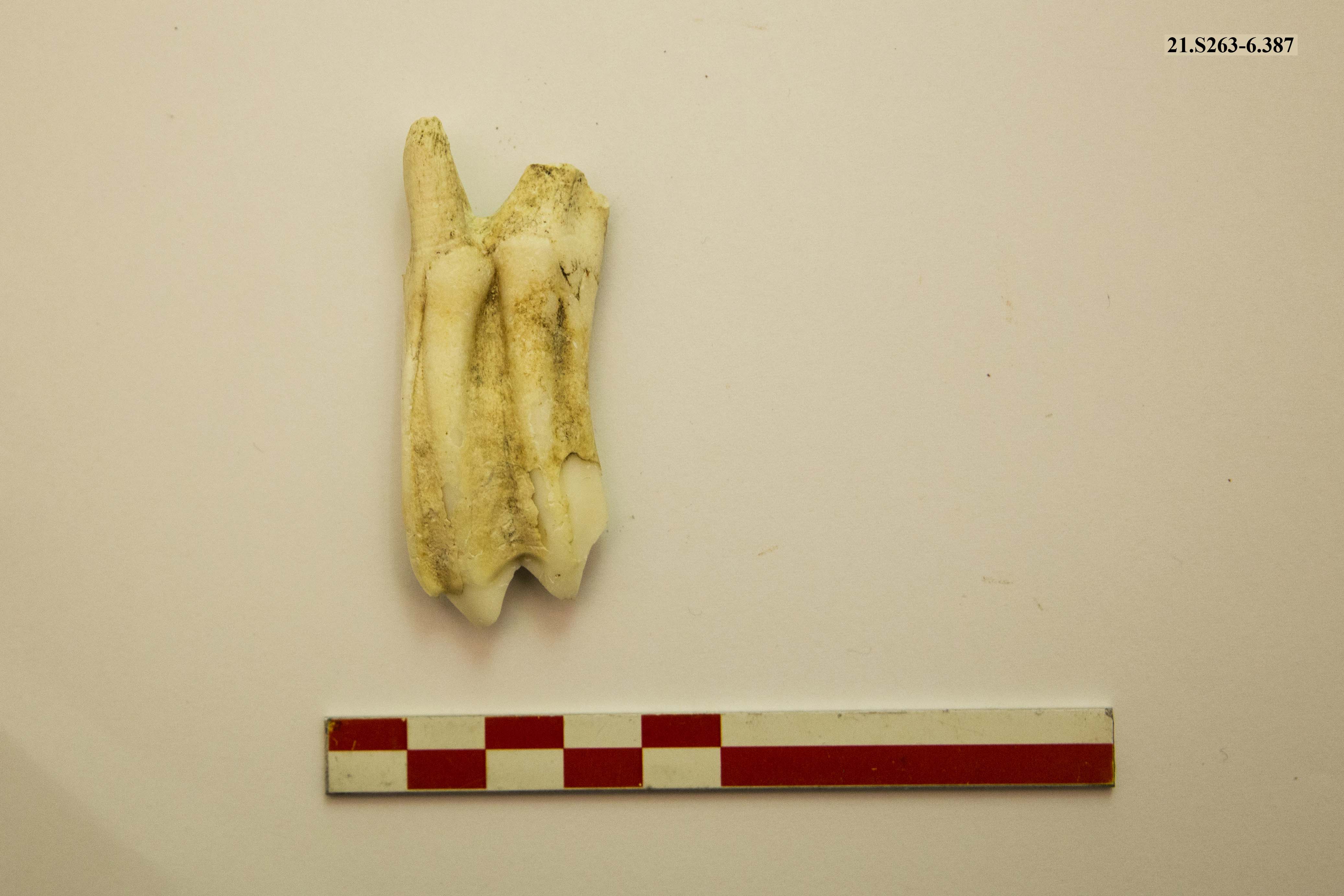 SINGOLO OGGETTO/ dente, PERIODIZZAZIONI/ PREISTORIA