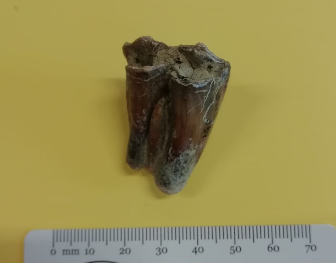 fossile (Dente)