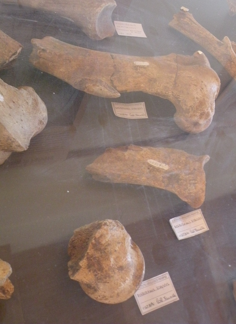 SINGOLO OGGETTO, PERIODIZZAZIONI/ ERE GEOLOGICHE/ Plio-Pleistocene/ Villafranchiano Superiore