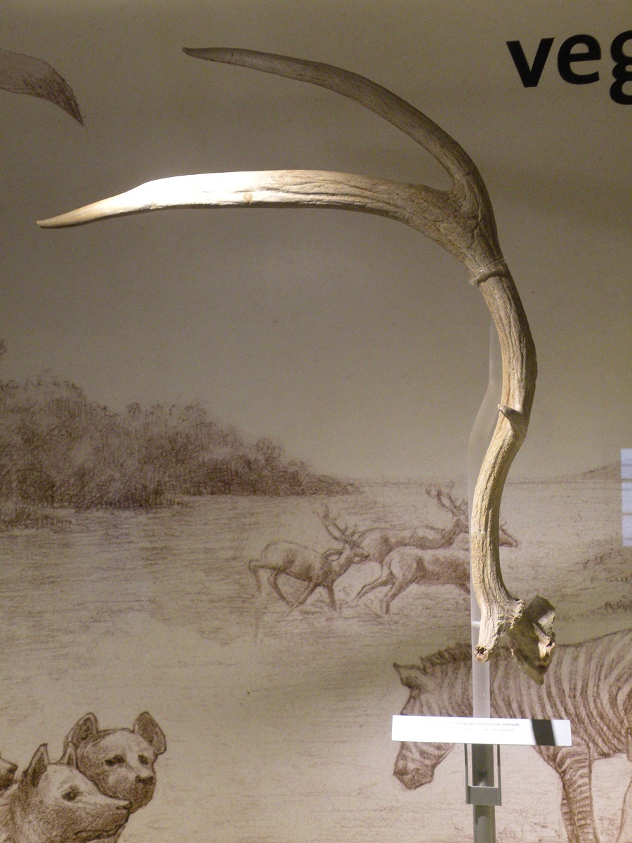 SINGOLO OGGETTO, PERIODIZZAZIONI/ ERE GEOLOGICHE/ Plio-Pleistocene/ Villafranchiano Superiore