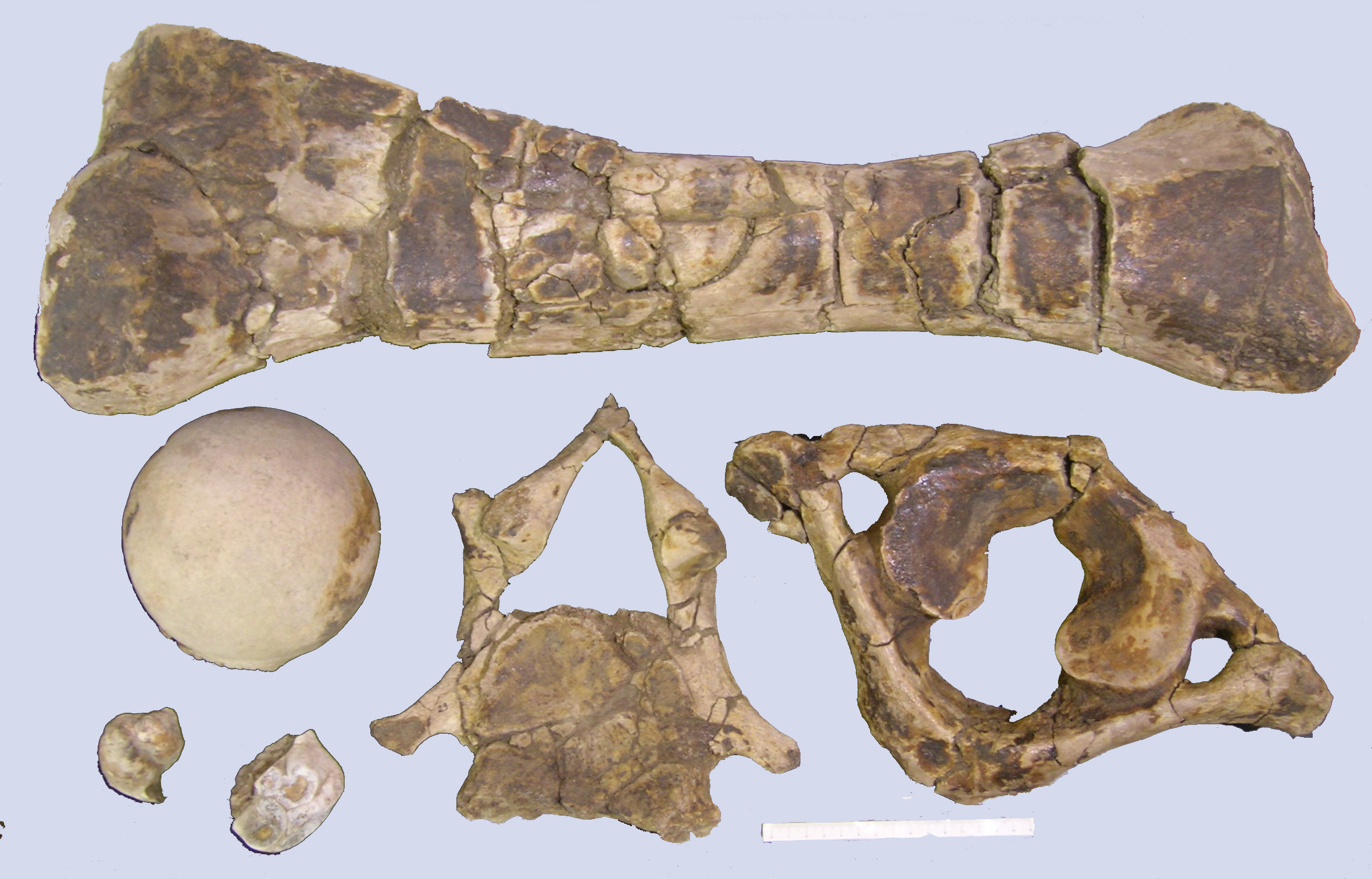 SINGOLO OGGETTO, PERIODIZZAZIONI/ PREISTORIA/ Pliocene