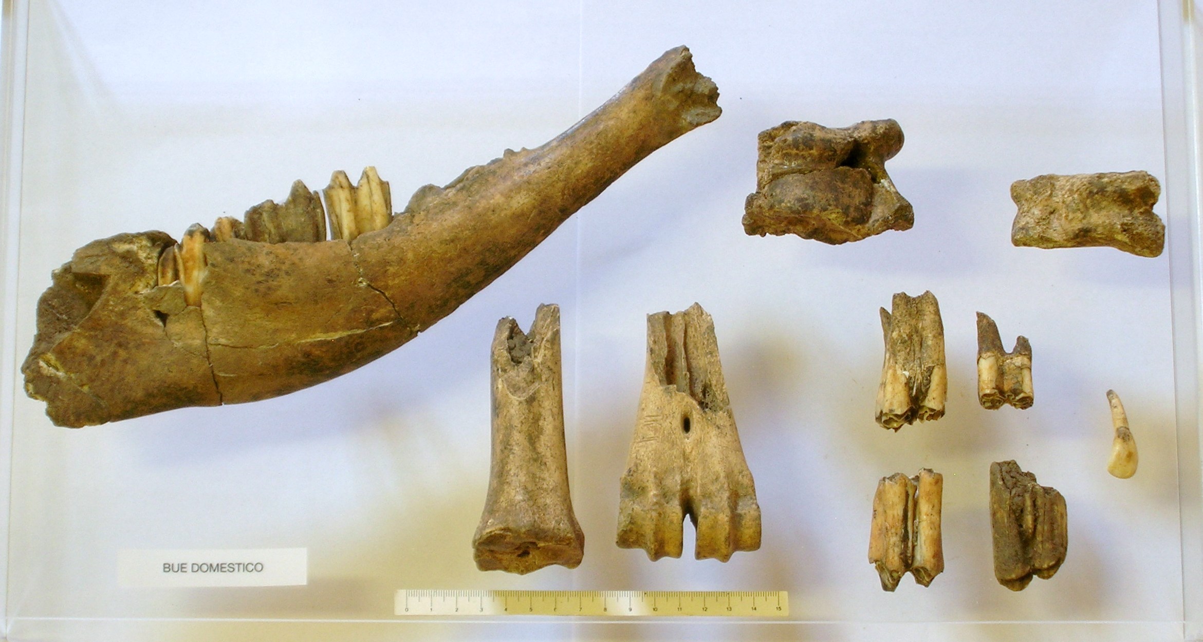 SINGOLO OGGETTO, PERIODIZZAZIONI/ PREISTORIA/ Neolitico