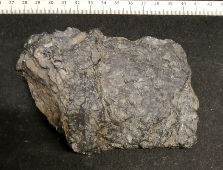 fossile (coralli Rugosa su Metacalcare)