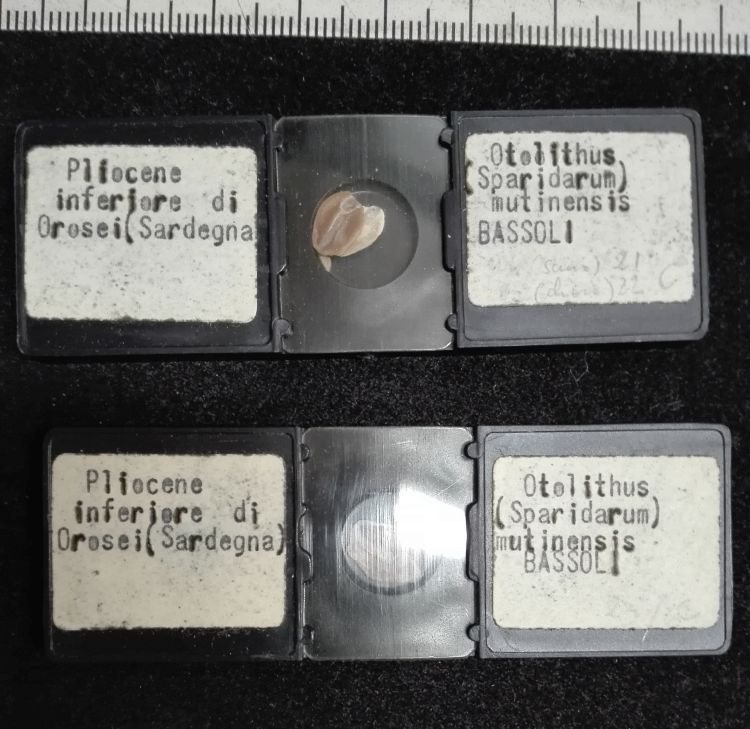 preparato per microscopio (Otoliti di pesci, serie)