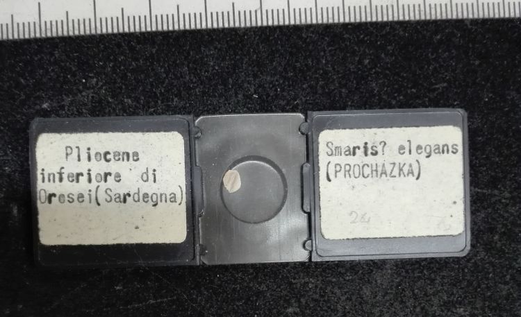 preparato per microscopio (Otoliti di pesci, esemplare)