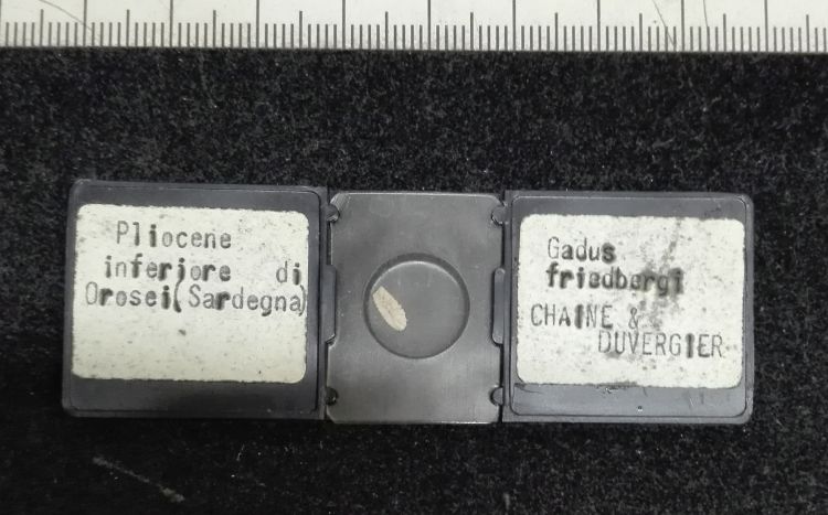 preparato per microscopio (Otoliti di pesci, esemplare)