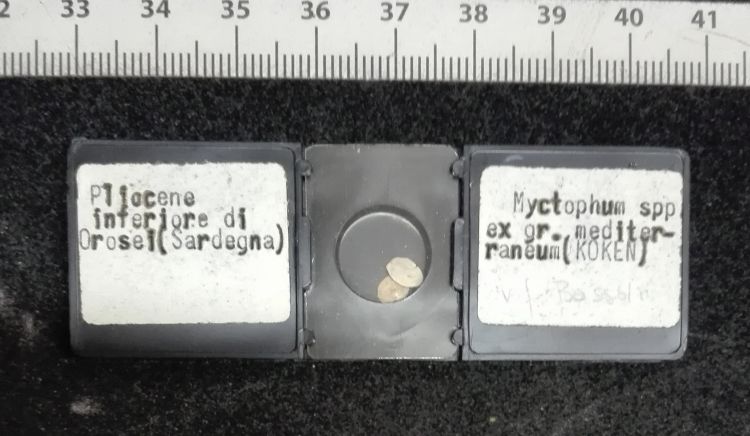 preparato per microscopio (Otoliti di pesci)