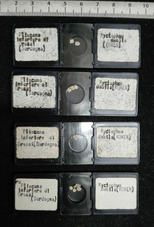 preparato per microscopio (Otoliti di pesci, serie)