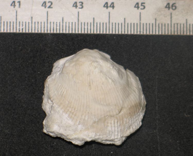 fossile (Mollusco bivalve, esemplare)