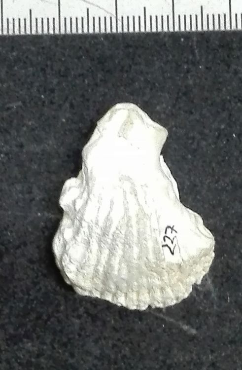fossile (Mollusco bivalve)