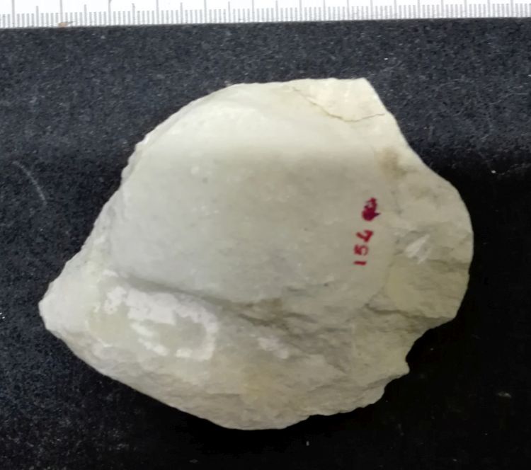 fossile (Mollusco bivalve, esemplare)