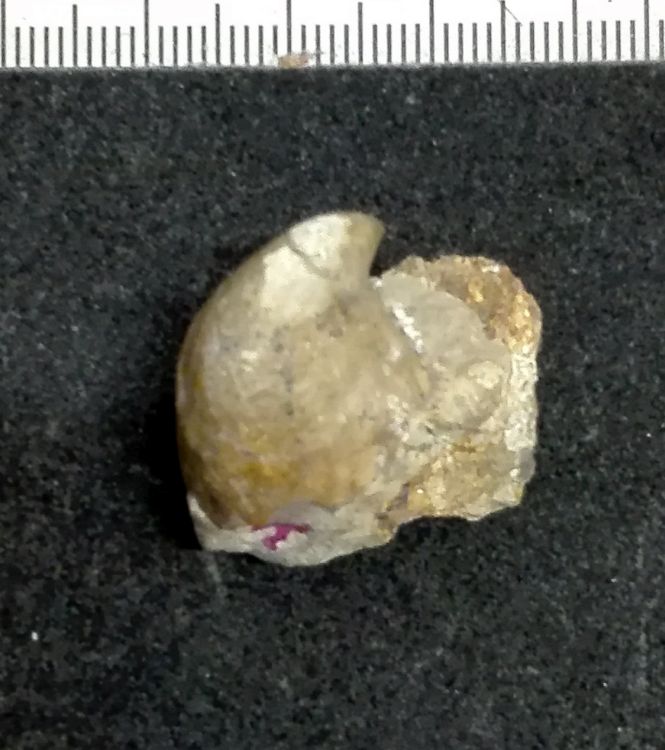 fossile (Mollusco bivalve)