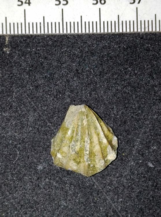 fossile (Mollusco bivalve)