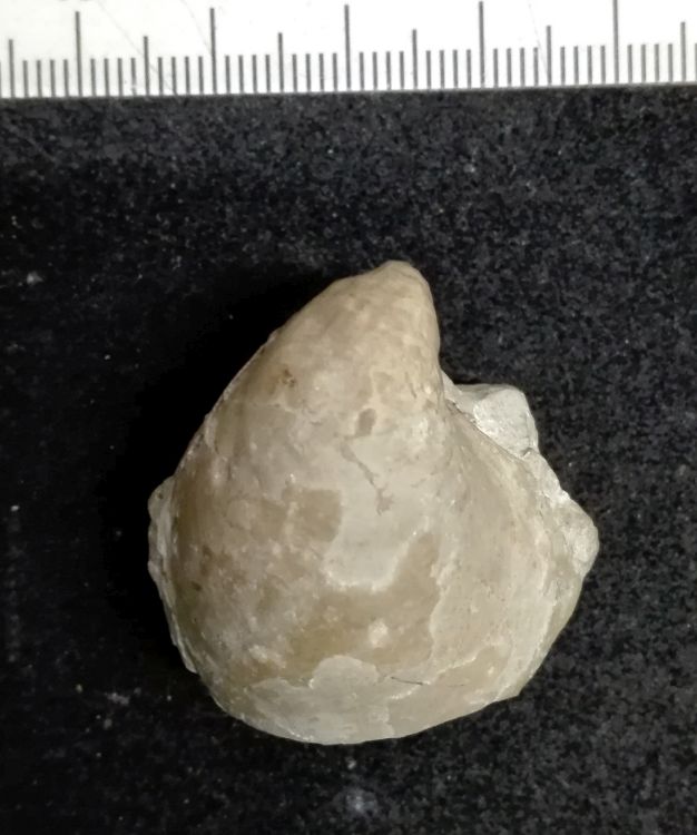 fossile (Mollusco bivalve)