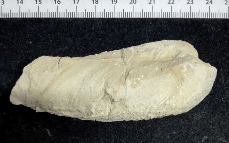 fossile (Mollusco bivalve)