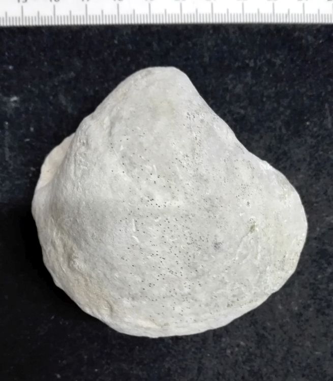 fossile (Mollusco bivalve)