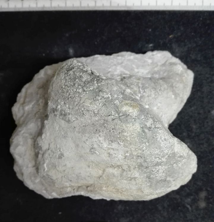 fossile (Mollusco bivalve, esemplare)