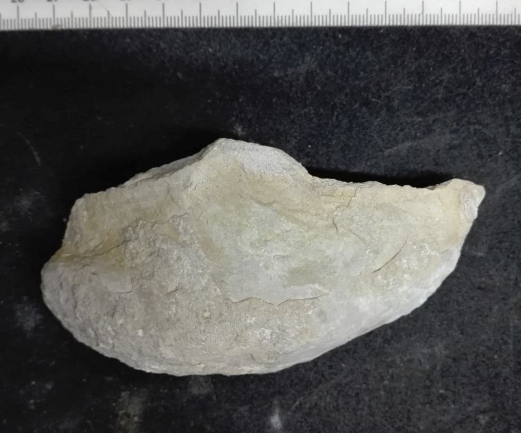 fossile (Mollusco bivalve, esemplare)